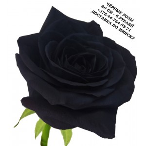 Чёрные розы, Чёрная роза